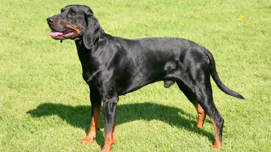 Polish Hound